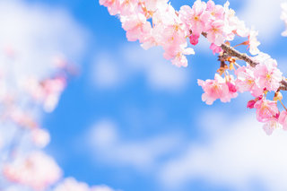 桜.jpg