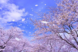 桜吹雪.jpg